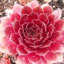 Sempervivum - Dachwurz - Hauswurz